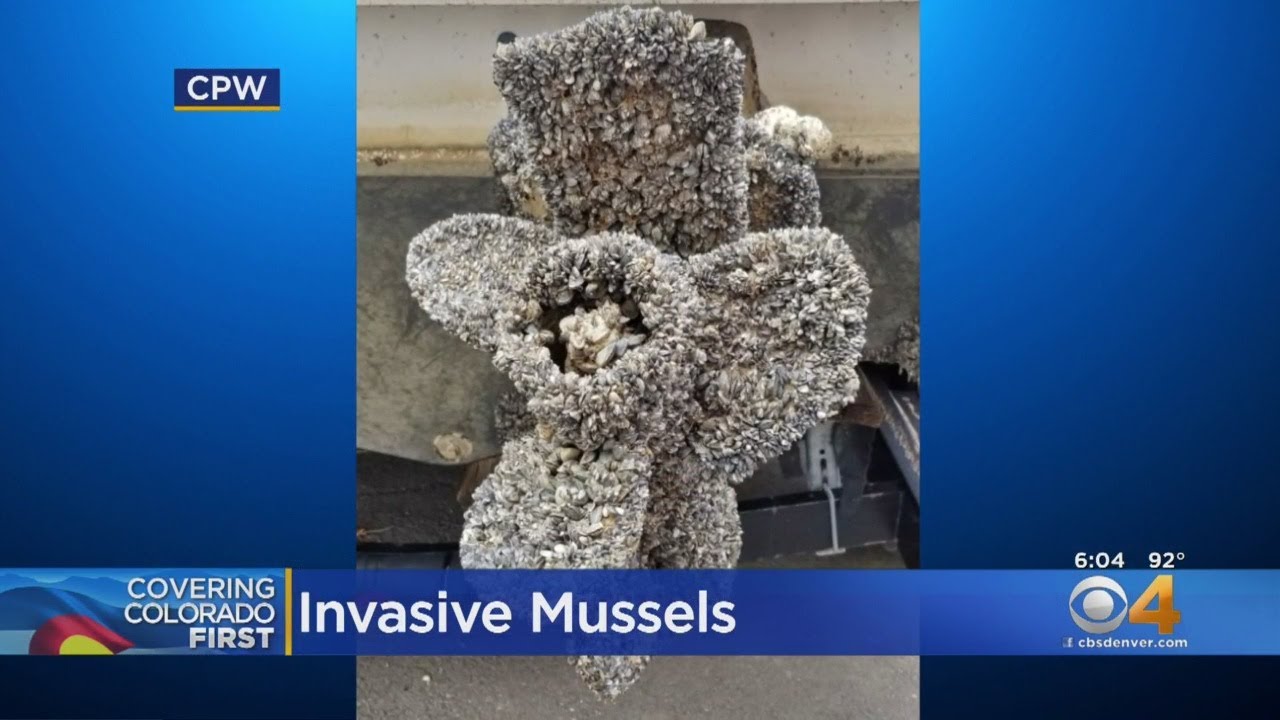 Colorado Parks & Wildlife Scan Boats For Invasive Mussels