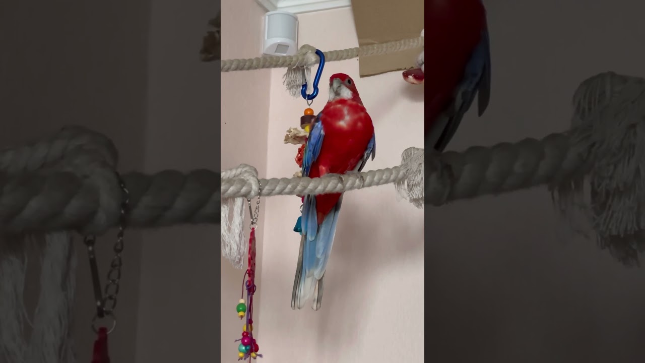 Шуся розелла погрызла провода #birds #parrot #birdslover #pets #попугай #историиШустрика #розелла