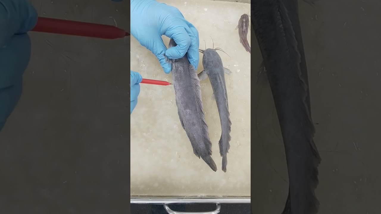 Order -:Siluriformes Identification of fish #fish #Catfish#mangur_fish