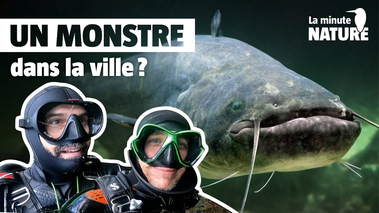 Le silure s'attaque-t-il aux baigneurs ? avec @FabWildPix  (No 390)