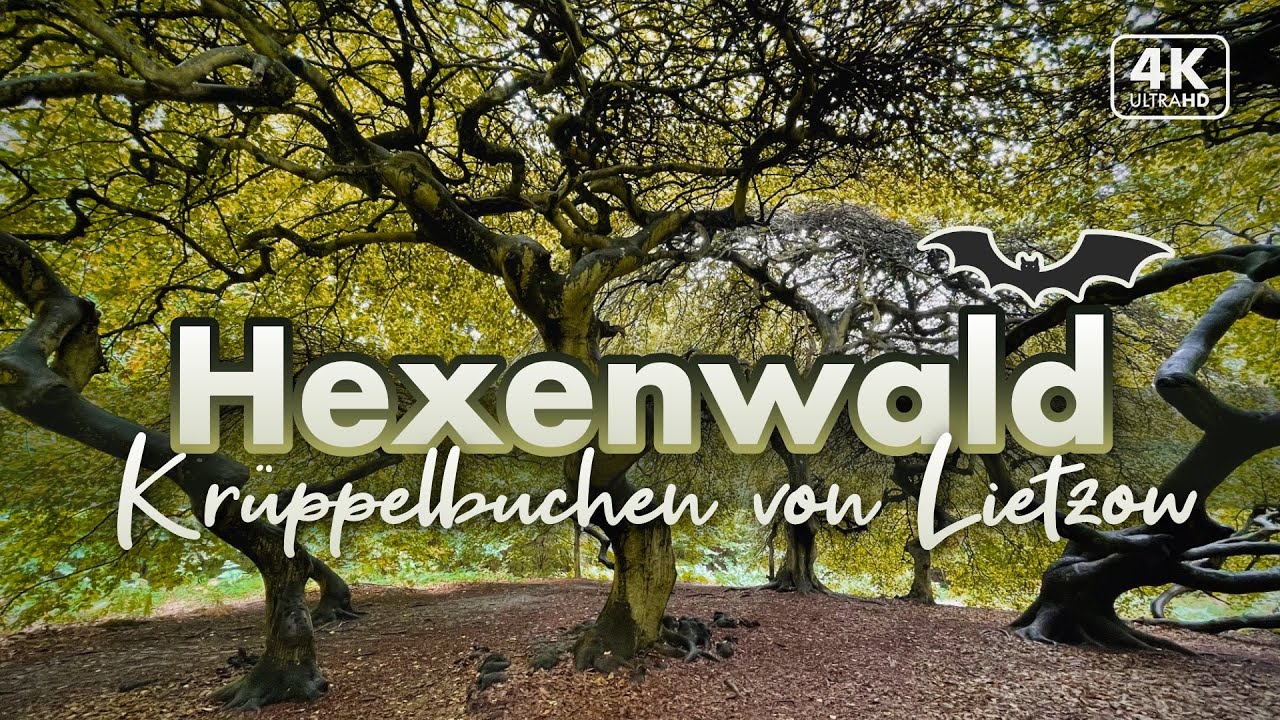 Im Hexenwald von Lietzow - Rügen Urlaub 2022 (4K Walk)