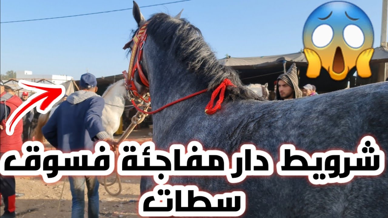 سوق سطات 3/4/2021 واخيرا شرويط شرى عود مالكي من عند بدريس شوفوا بشحال شراه  سوق ناشط و الحمد لله 😍