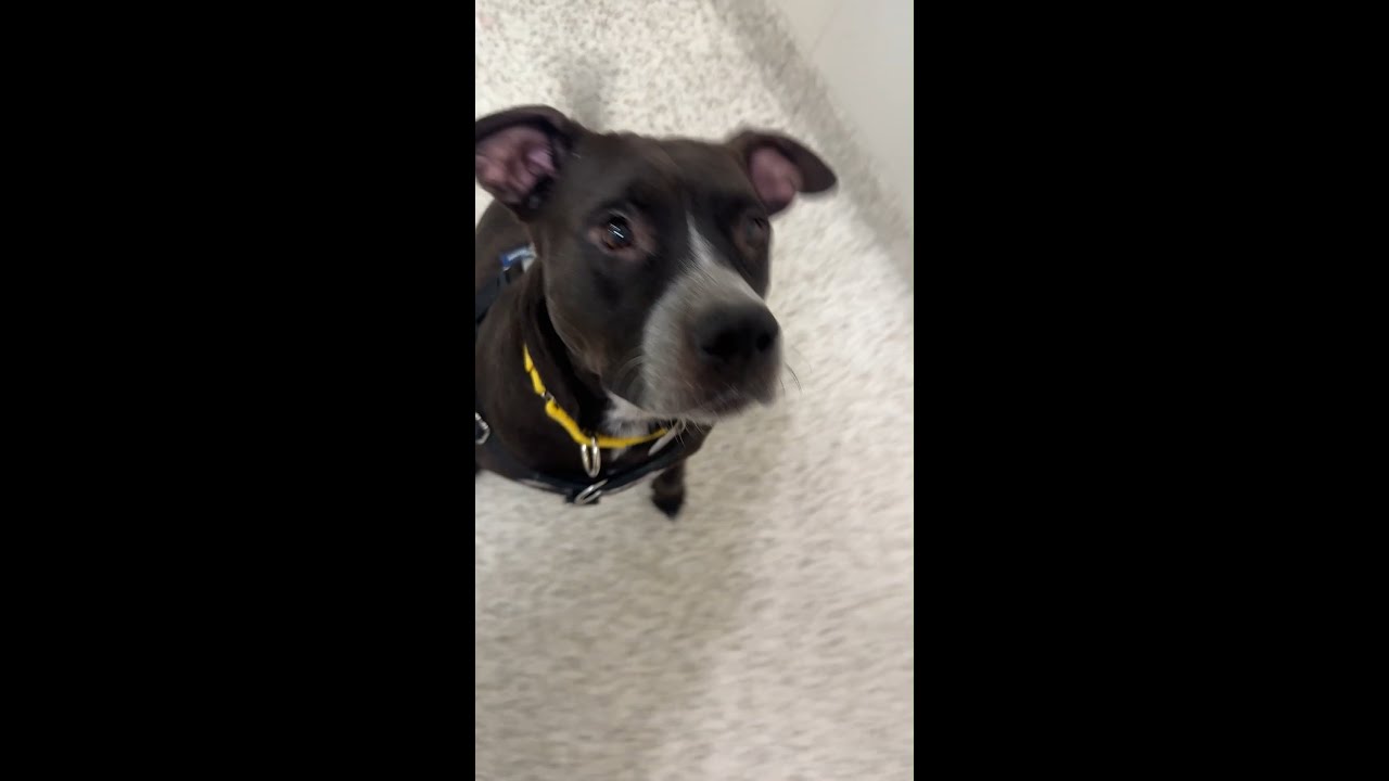 Cue the music and dust off your dancing shoes - Elle is ready to bring out her best moves💃