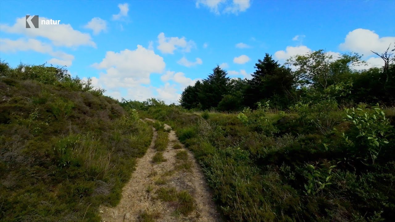 Kronheden: Naturskønhed og Historie i Vestjylland