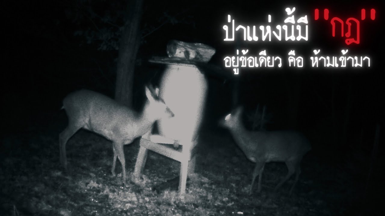 ป่าแห่งนี้มีกฎอยู่ข้อเดียวคือห้ามเข้ามาโดยเด็ดขาด - creepypasta & HP lovecraft