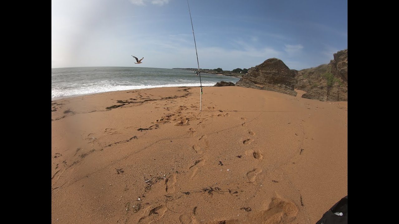 PECHE DU BAR: Les premiers poissons d'automne au crabe mou.