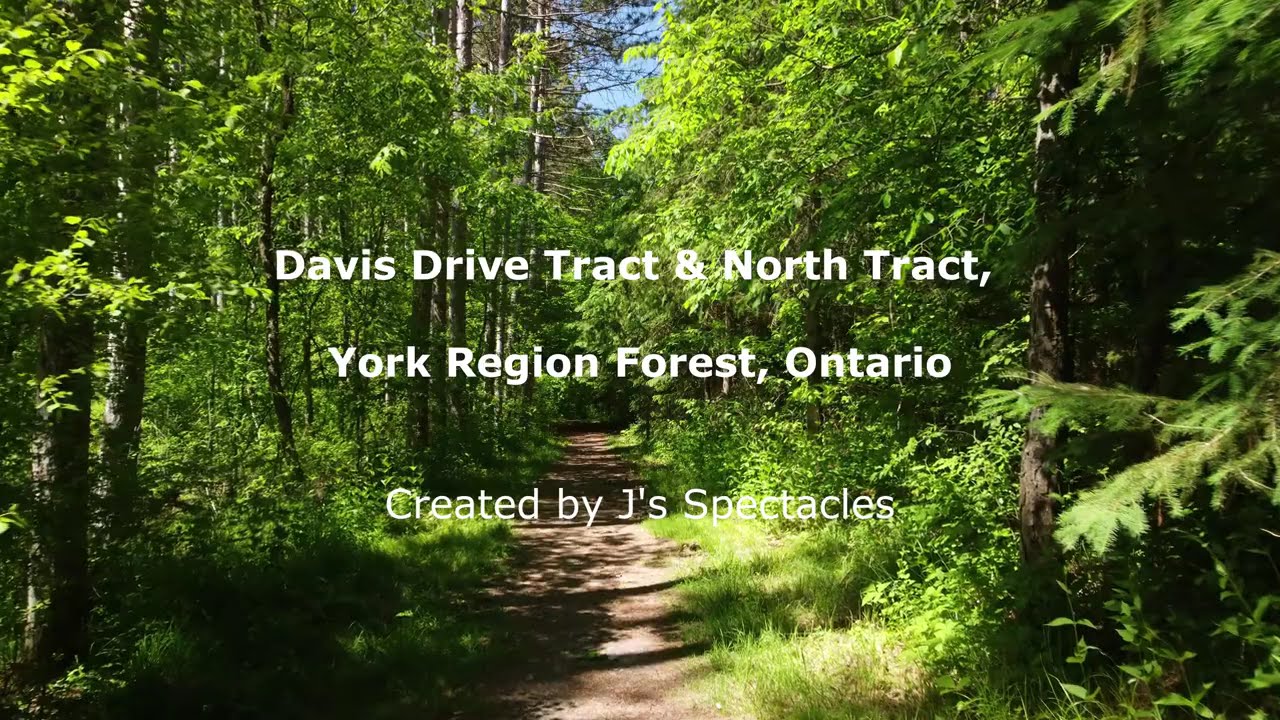 A short hike at Davis Drive Tract & North Tract, York Region Forest, Ontario | 4K