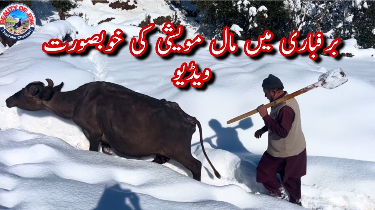 GOJRI CULTURE || Fresh snowfall video || Gojri Folk Song 