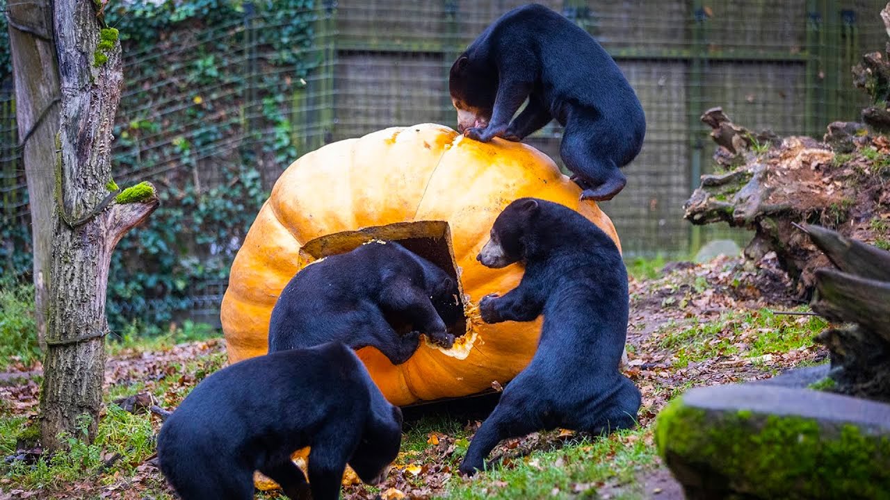 Maleise beren verslinden grootste pompoen van Nederland! 🐻