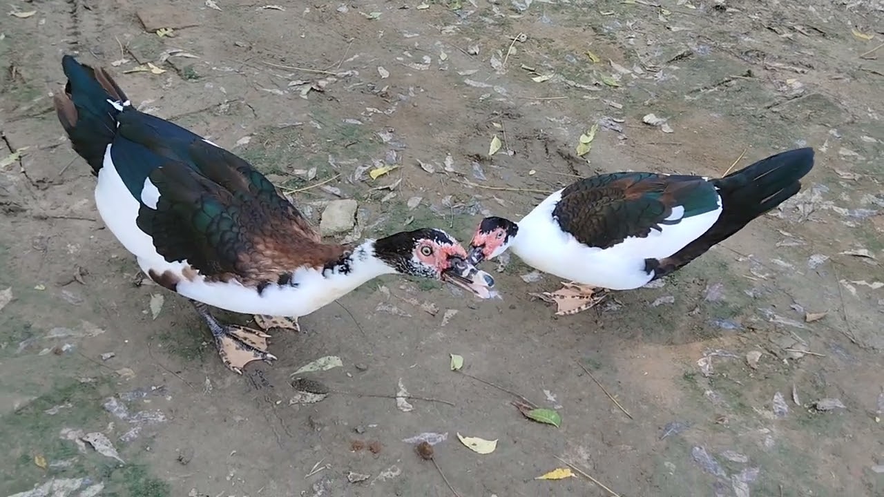 চীনা হাঁসের ঝগড়া দেখুন।😁🤩🤣