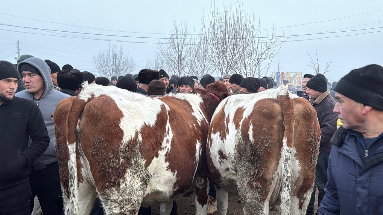 Beshariq mol bozori sigirlar va ġunajinlar narhlari 7.02.2026yil 