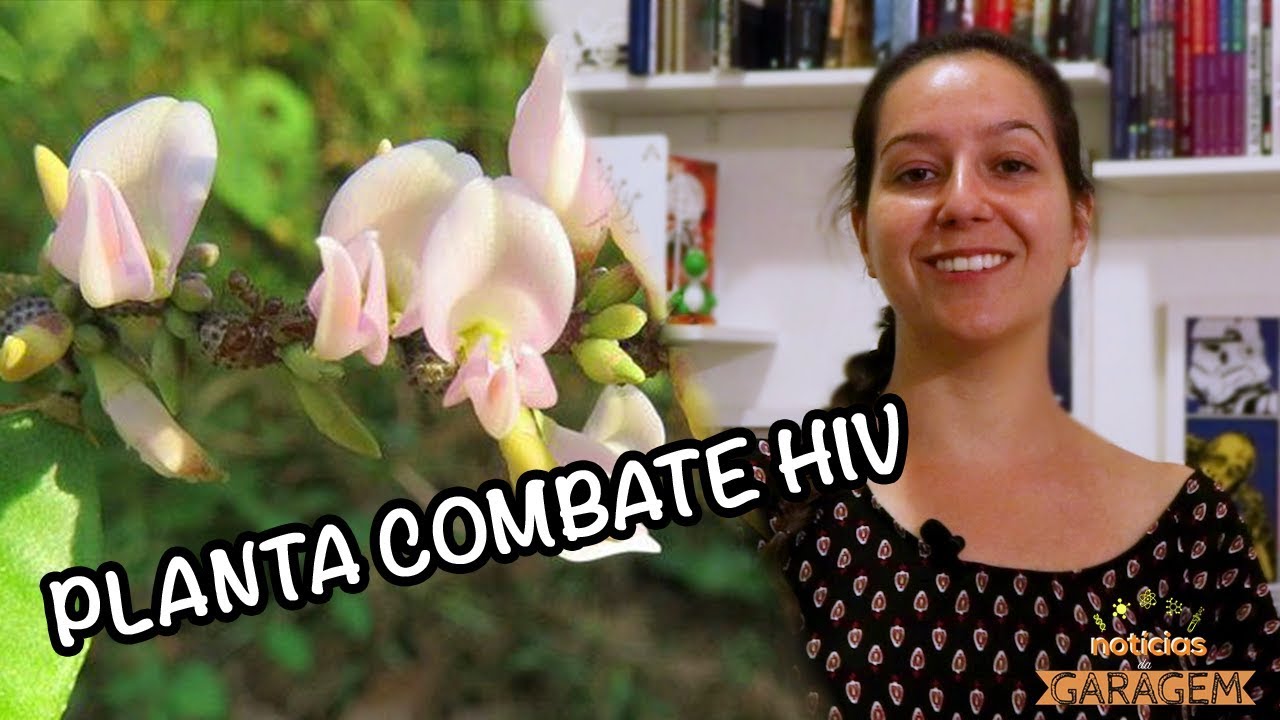 Planta combate HIV | Notícias da Garagem