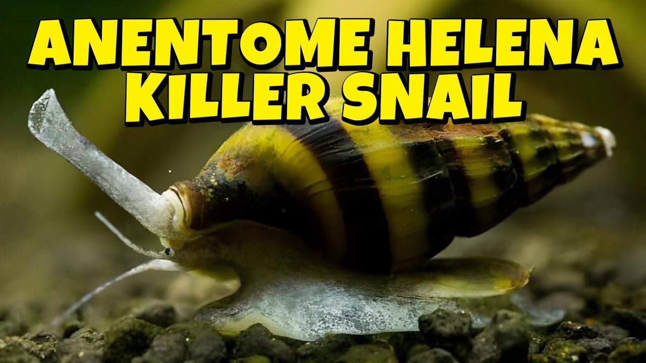 GUIDA ALLA LUMACA ANENTOME HELENA - KILLER SNAIL