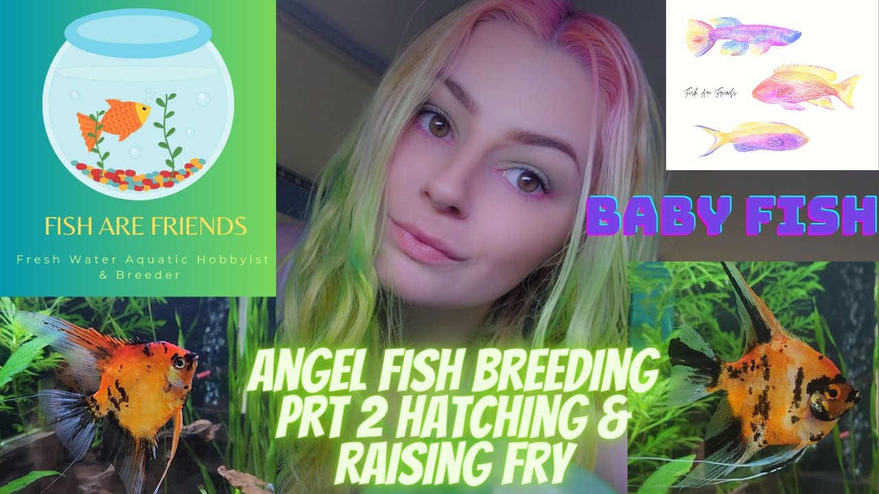Angelfish Breeding Part 2 & 3 Hatching and Raising Angelfish Fry Artificially