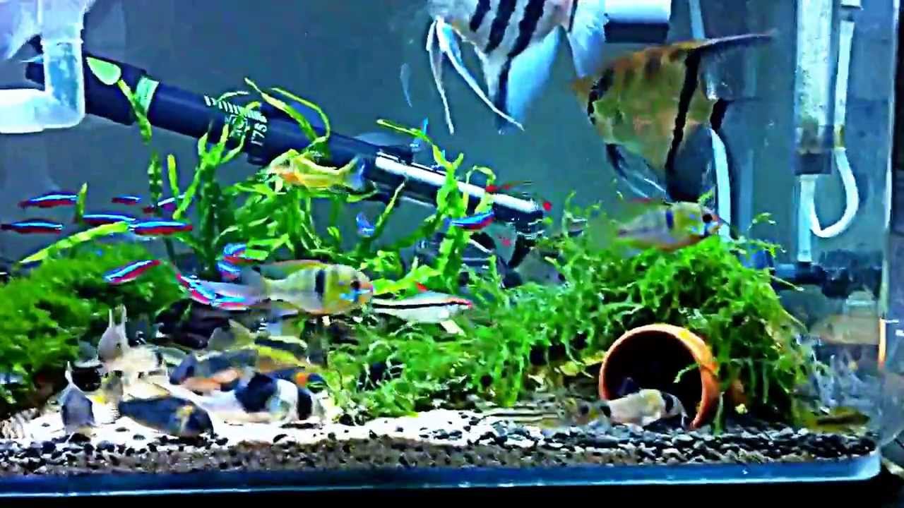 Corydoras 3/8/2013