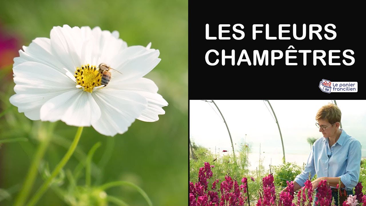 Les fleurs champêtres - Le panier Francilien - [ÉPISODE 1]