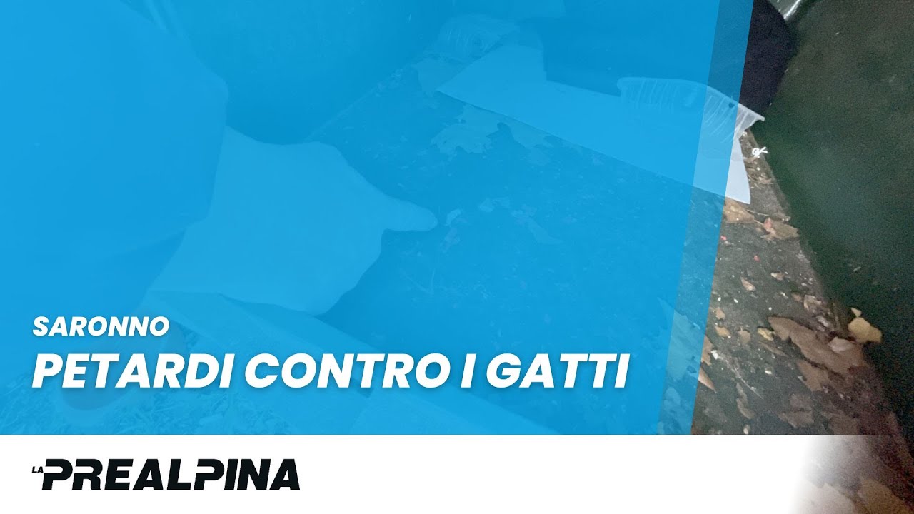 Saronno | Petardi contro i gatti