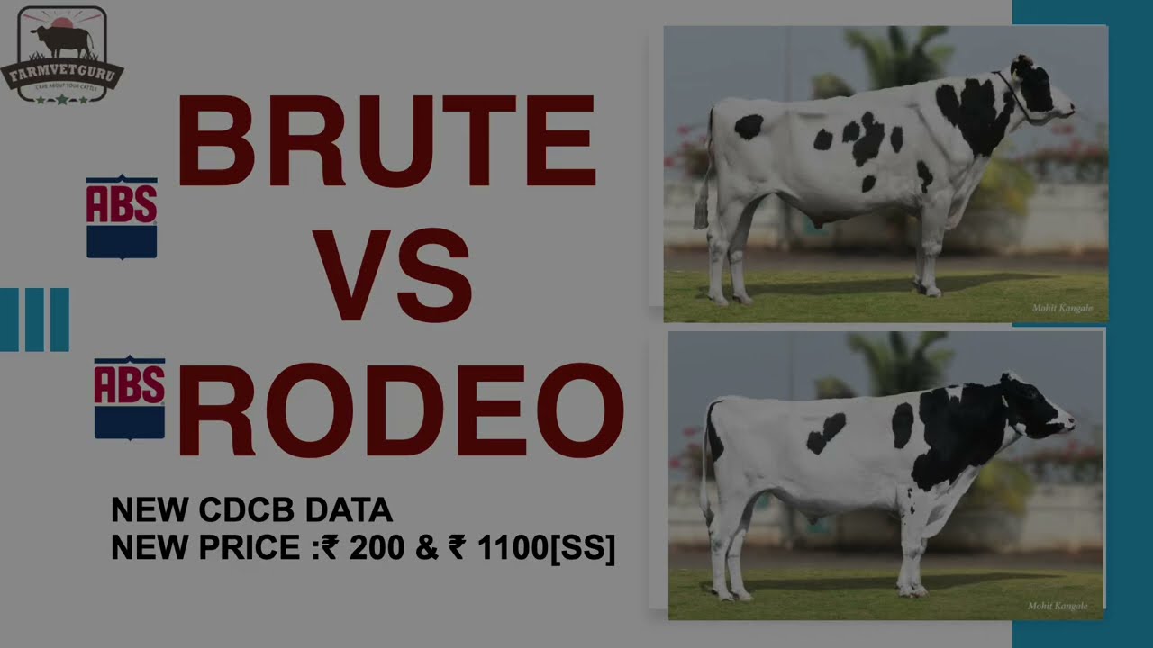 ABS BRUTE or RODEO? Best Low-Cost Genetics in India 🇮🇳 | ₹200 Normal | ₹1100 Sexed | Full Details