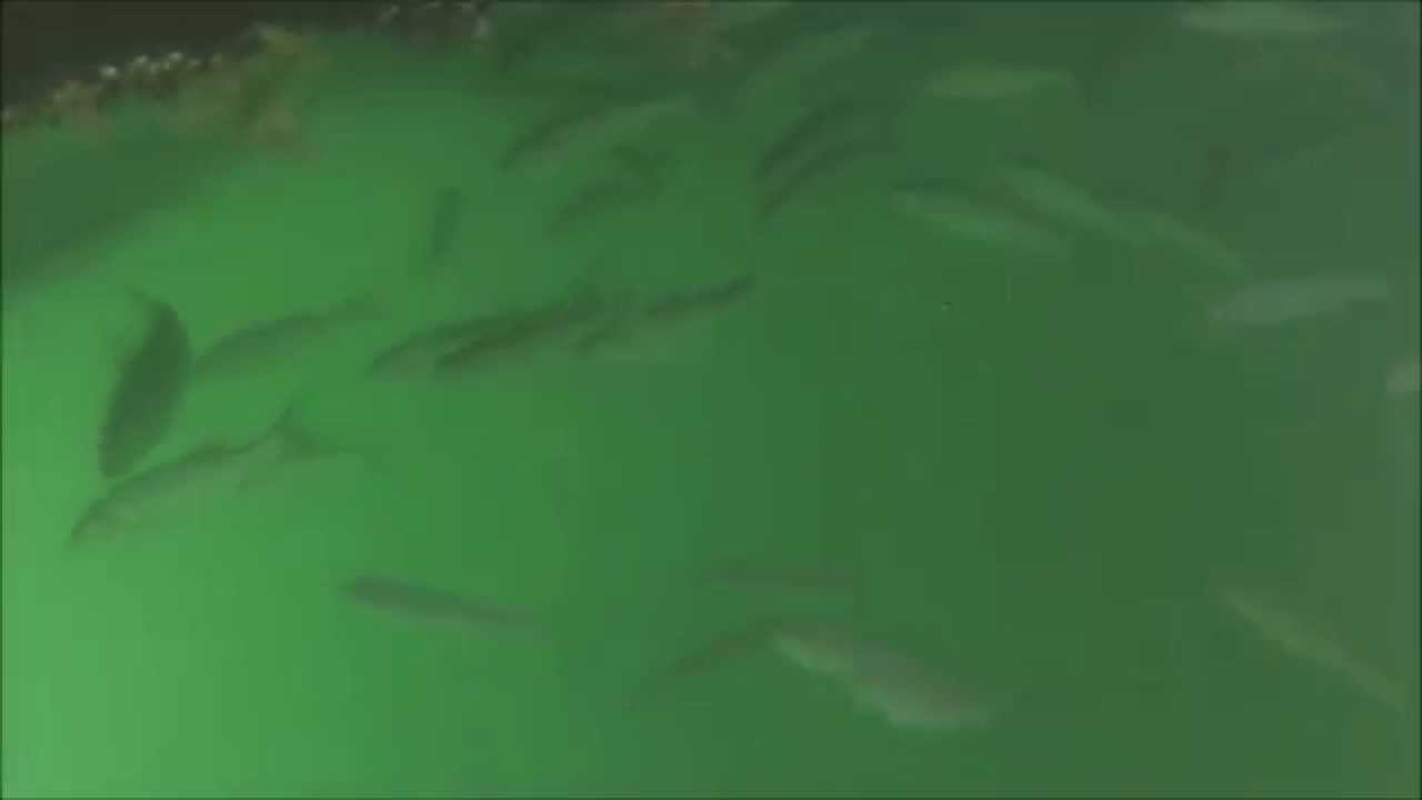 Sortie Rockfishing du 25/07/14 dans le port des Sables d'Olonne