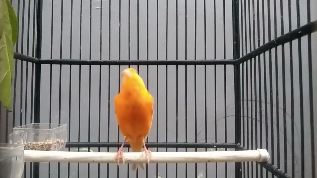 Long Canary Roll Sound to Trigger Other Canaries to Sing Loudly and Clearly || Canary 21