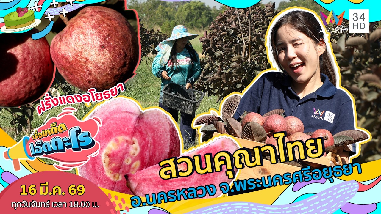 ฝรั่งแดงอโยธยา สวนคุณาไทย อ.นครหลวง จ.พระนครศรีอยุธยา | เรื่องเด็ดเอ็ดตะโร | 16 มี.ค. 69 (3/4)