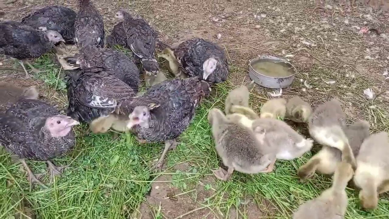 هنربي وزا ورومي من غير علف وكمان هنجمع انواع من الطيور في مكان واحد وعندي وز للبيع فقس بيتي ممتاز