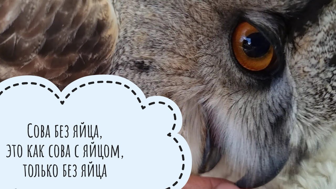 Забрала последнее яйцо у совы филина Ёлки. Сова без яиц!