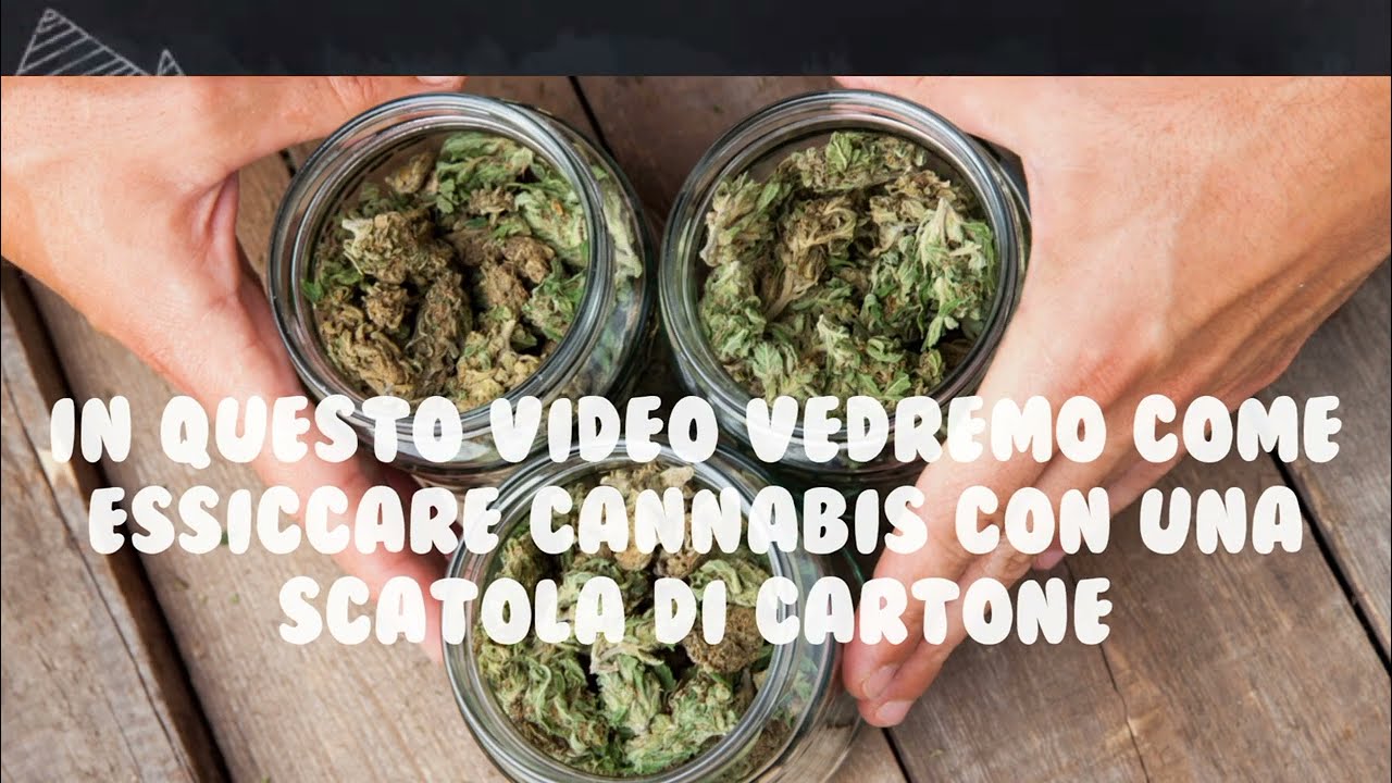Scatola di cartone per seccare la Marijuana 🍁📦
