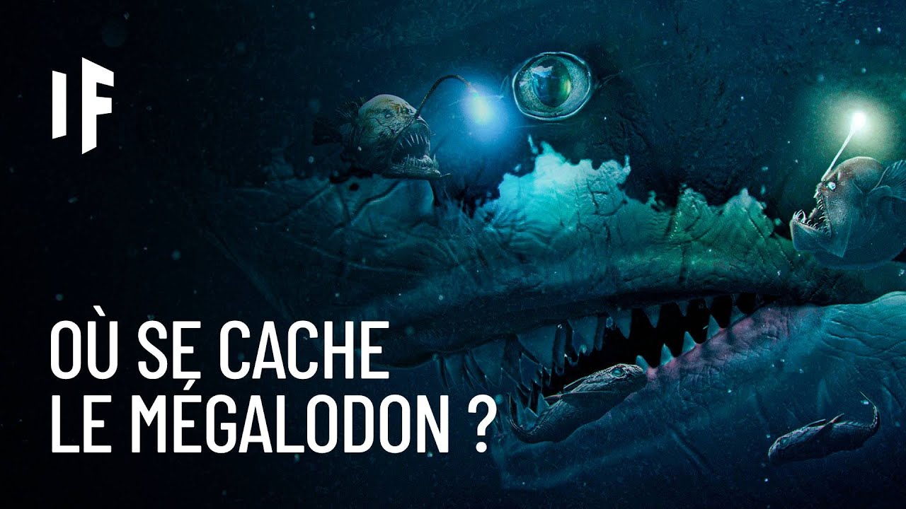 Et si le Mégalodon se cachait dans la fosse des Mariannes ?