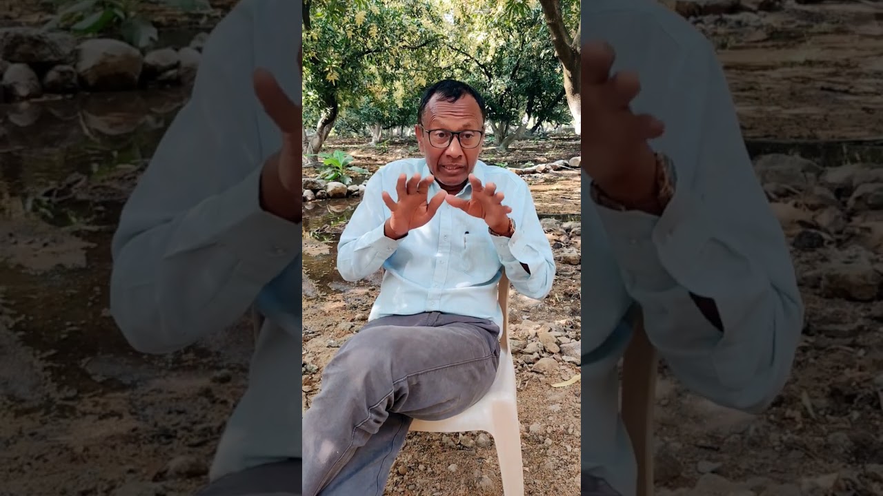 કેસર આંબાનો બગીચો કરતા પહેલા આટલી કાળજી લેવી