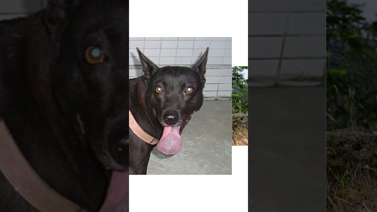 Formosan Mountain Dog