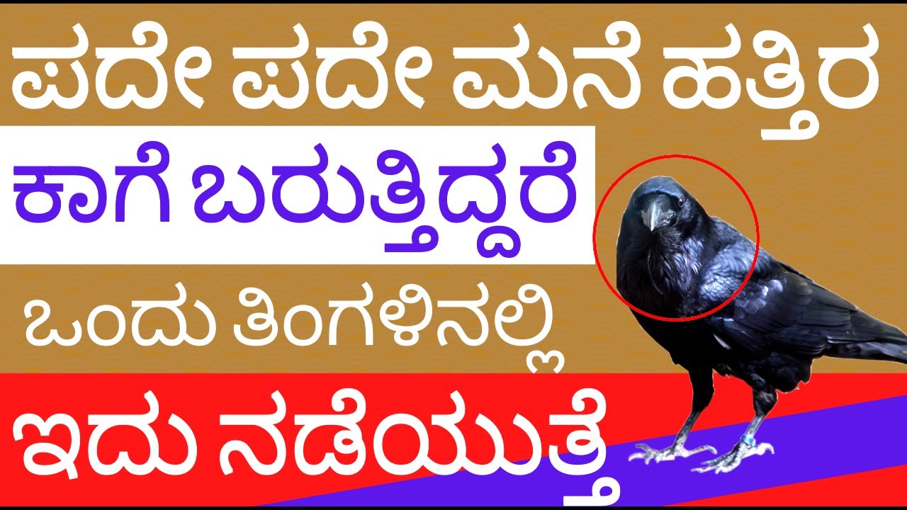 ಮನೆ ಹತ್ತಿರ ಪದೇ ಪದೇ ಕಾಗೆ ಬರುತ್ತಿದ್ದರೆ ತಿಂಗಳಿನಲ್ಲಿ ಈ ಘಟನೆ ನಡೆಯುತ್ತೆ | crow in Astrology