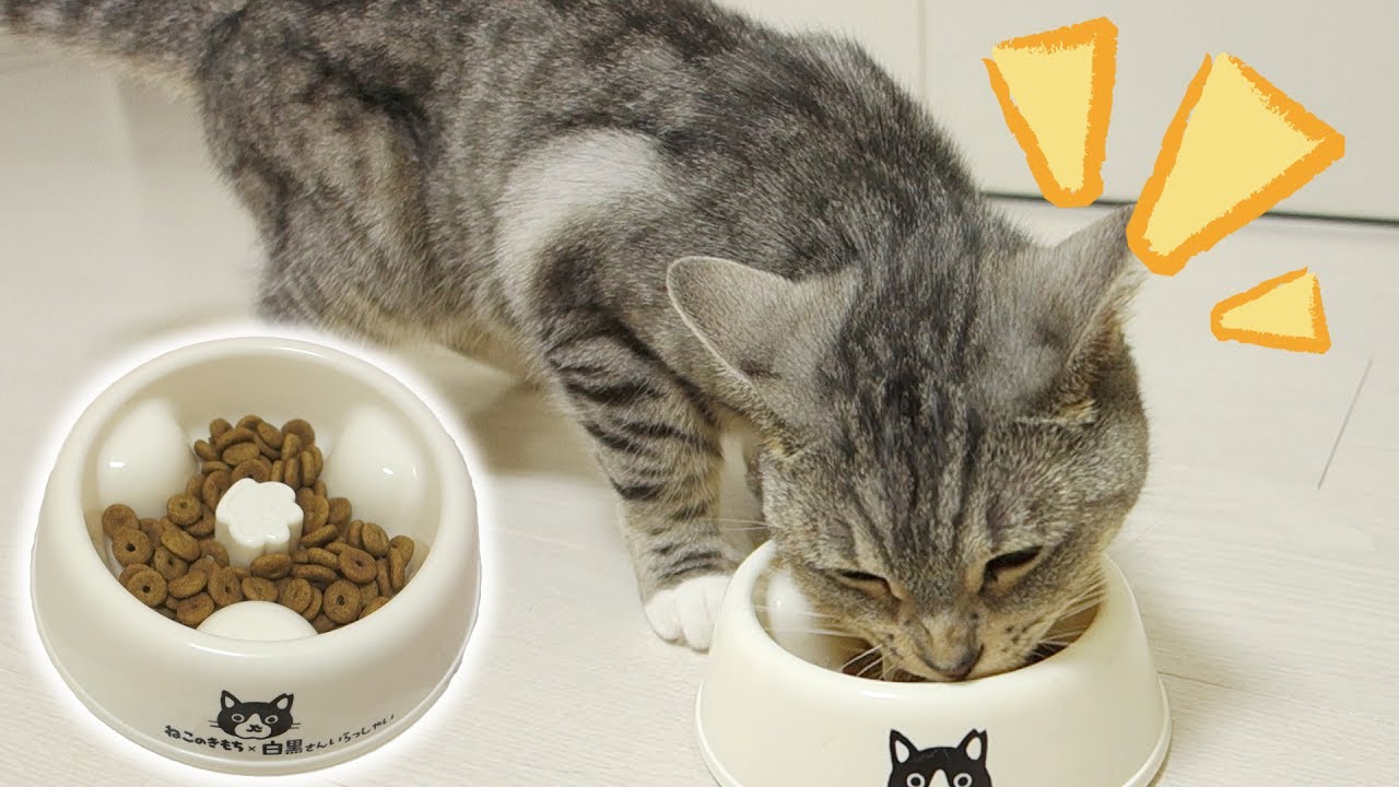 猫の早食い防止ボウルの効き目を実験！我が家の早食いさんには効果はあるのか？！