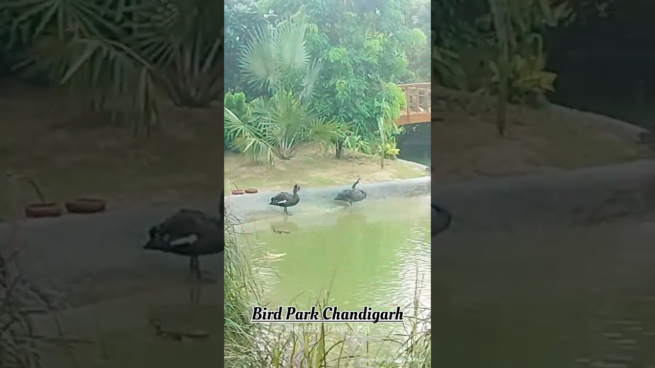 Bird Park Chandigarh near Sukhna Lake || Blessed Travel Vlog
