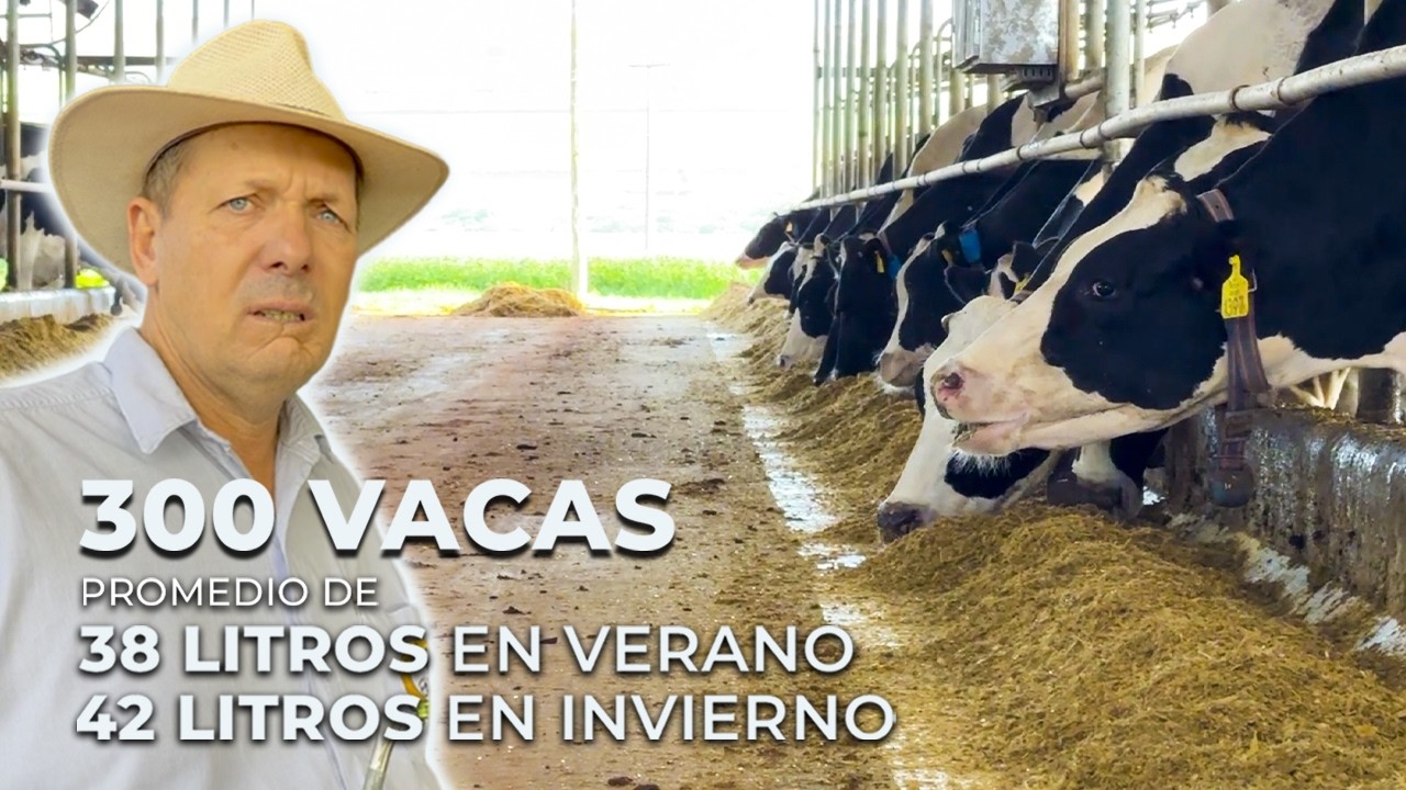 🇵🇾TAMBO EN PARAGUAY ALCANZA PROMEDIO DE 38 LITROS EN VERANO DE 40°C Y 42 EN INVIERNO CON 300 VACAS