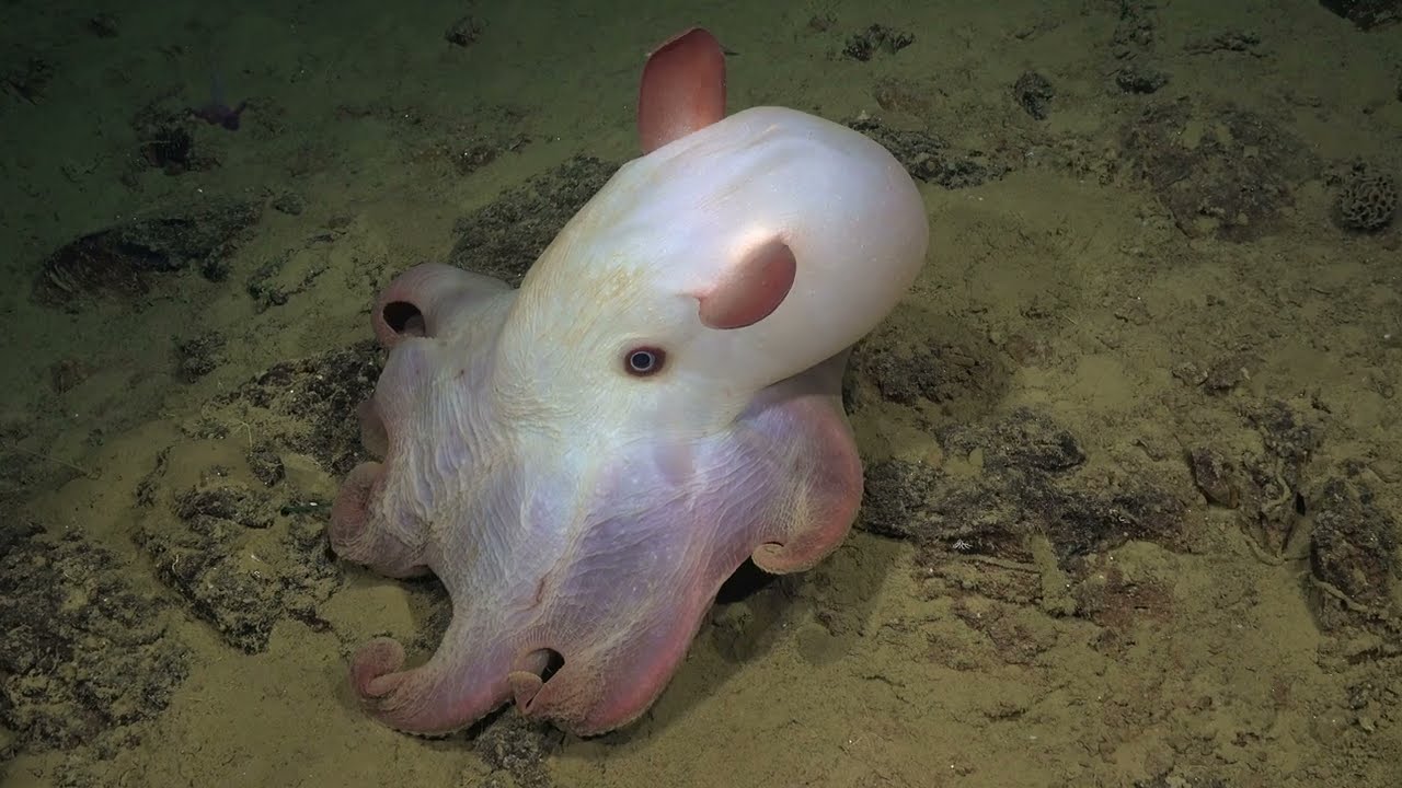 Living Fossils of the Atacama Trench | 4K ROV Highlights