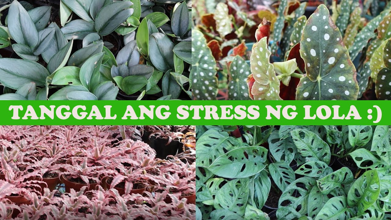 PANG TANGGAL STRESS - PLANT SHOPPING