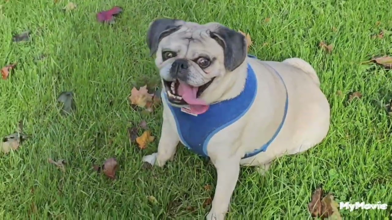 Pug Kingsley,Labrador Penny,really enjoyed their morning walk in the park 