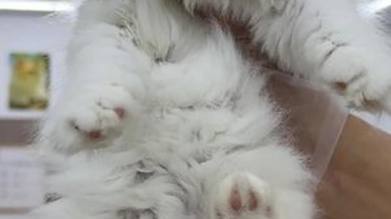 超可爱三只临清狮子猫#狮子猫 #家富说猫 #异瞳狮子猫