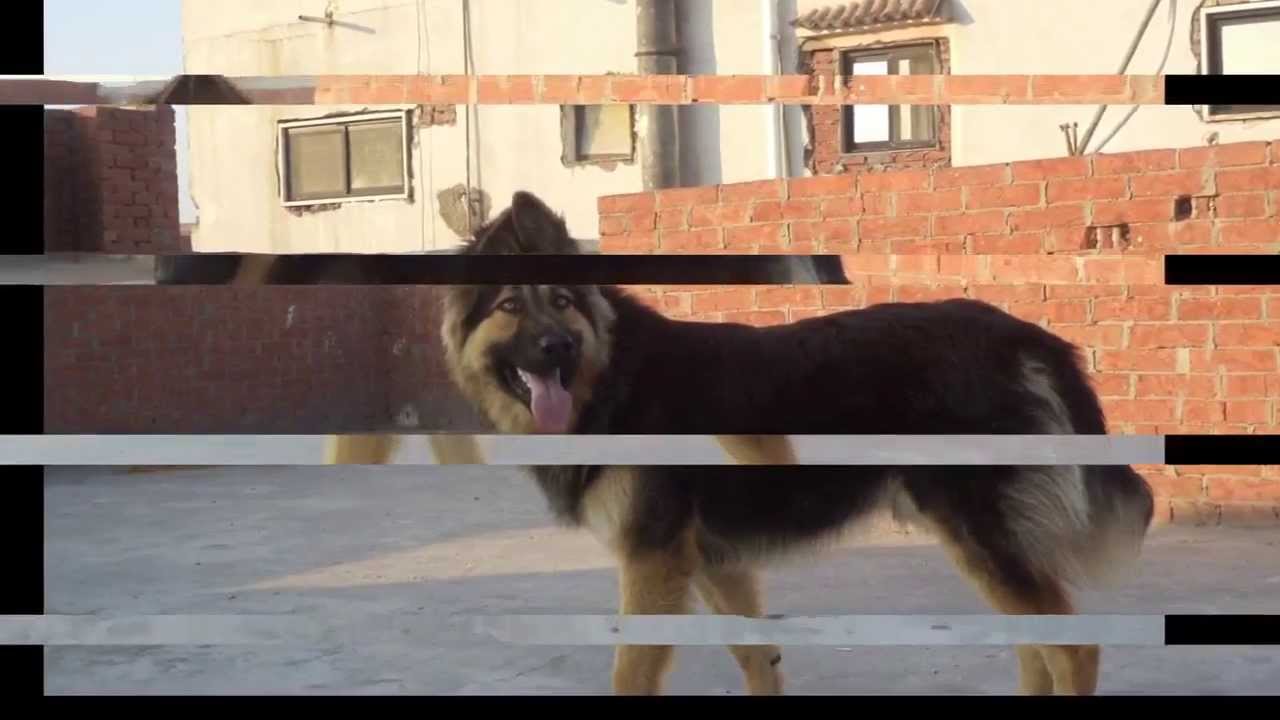 تدريب كلب بلجيكي علي مستوي عالي. Train a dog for obedience, sitting, peace, self-defense