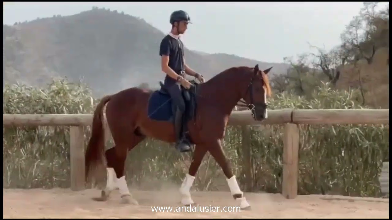 Charrua Anglo Araber Hengst stallion www.andalusier.com