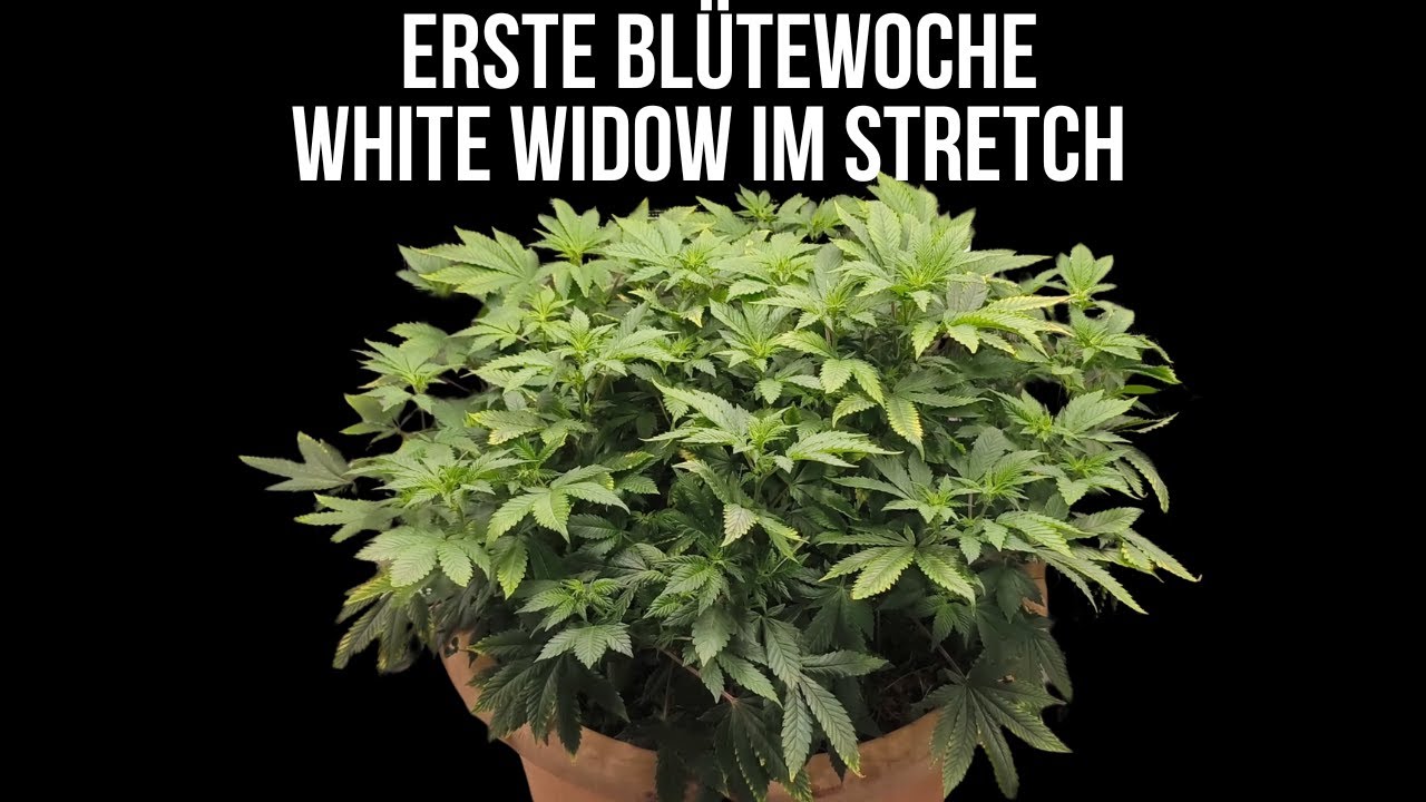 Grow Update: White Widow im Stretch & Gorilla Glue nach dem Topping 💚| Mars Hydro FC-E1500 #420