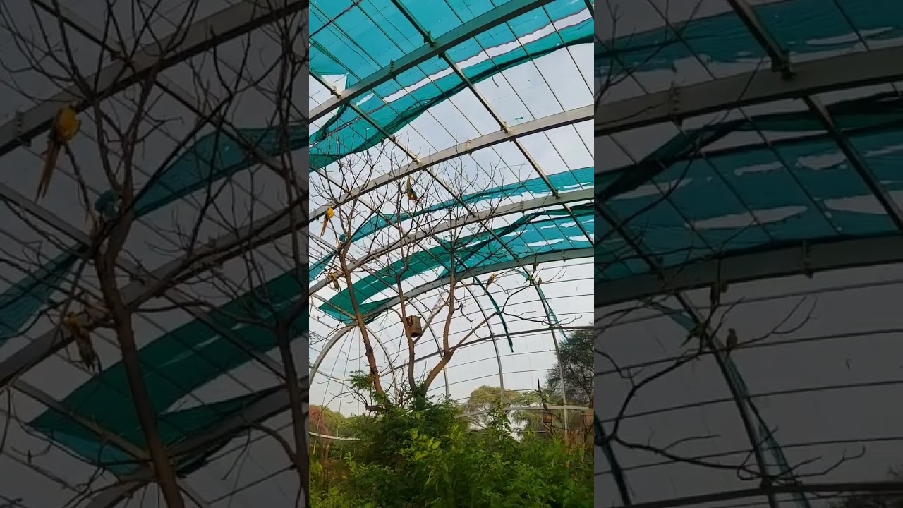 Chandigarh Bird Park | beautiful birds | Chandigarh | near Sukhna Lake #shorts