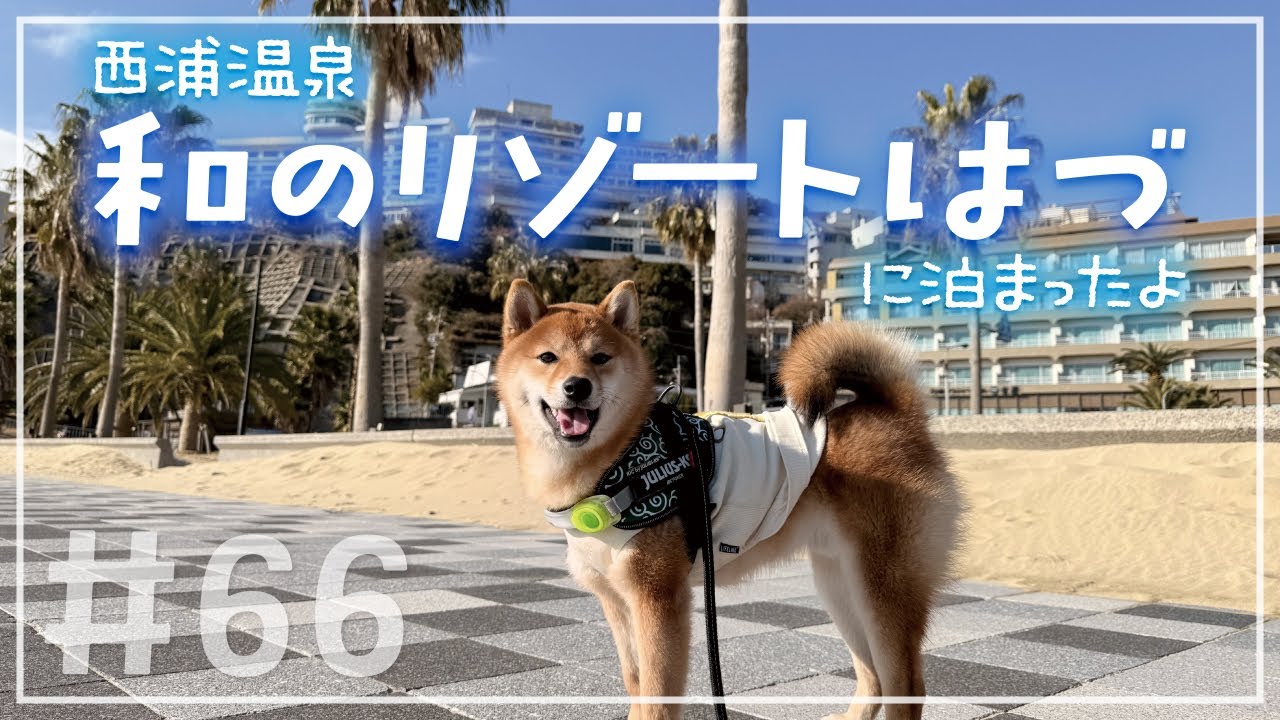 【豆柴もち!!!!】和のリゾートはづに泊まったよ!!!!【西浦温泉】