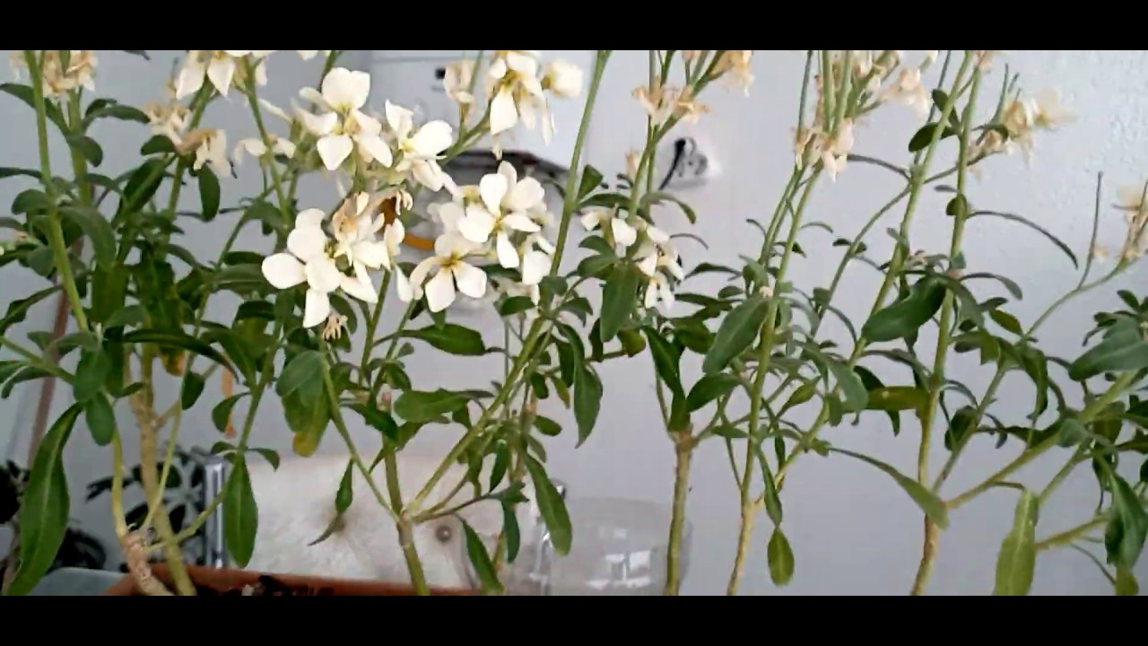 Şebboy Çiçeği Nasıl Yetiştirilir?  (Gecekokusu,Cheiranthuscheiri, ,Matthiola)