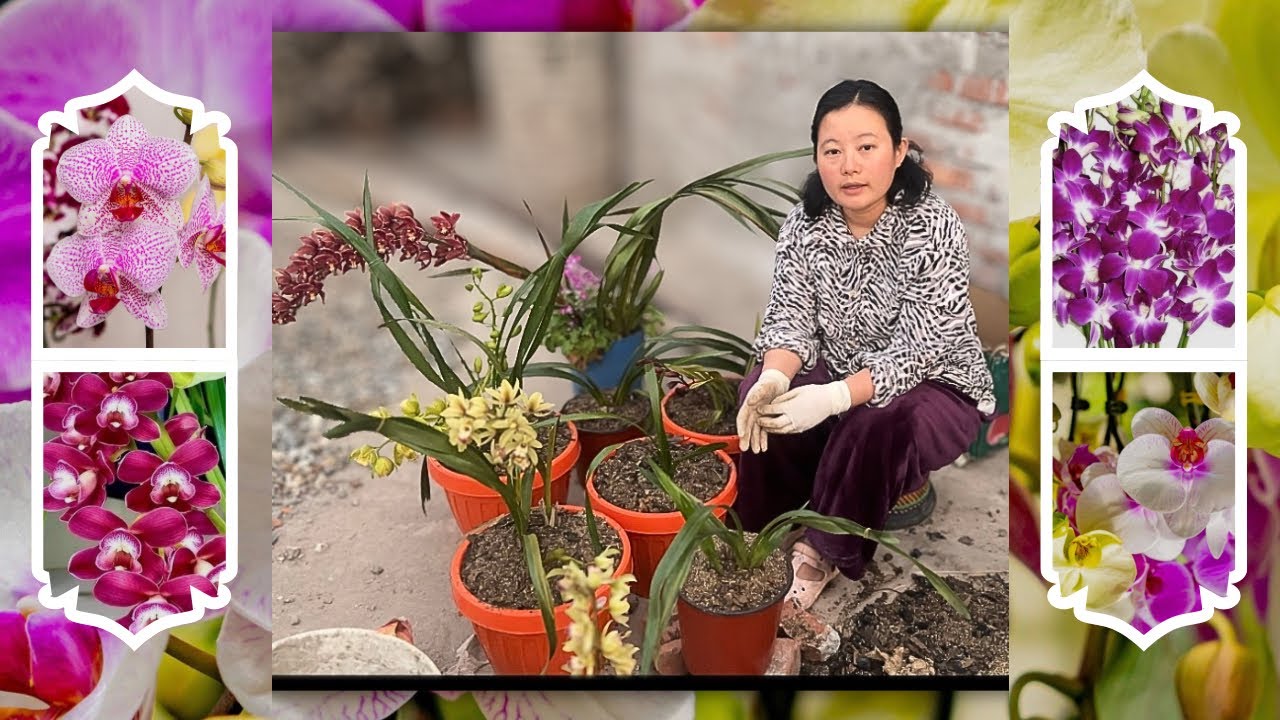 How to planting orchids flower/ easy way to plant an orchid 🌺!!