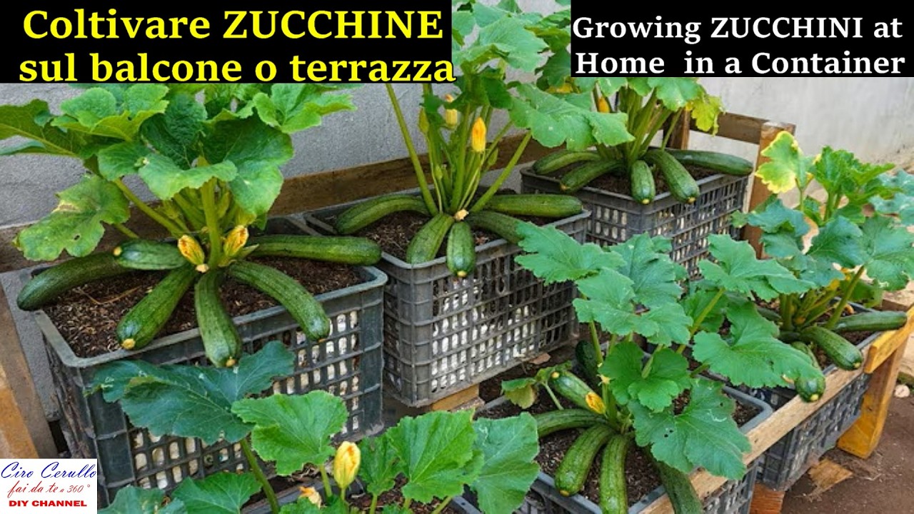 ZUCCHINE FAVOLOSE sul  BALCONE o TERRAZZA  di casa tua ! Grow ZUCCHINI ( Courgettes) on your balcony