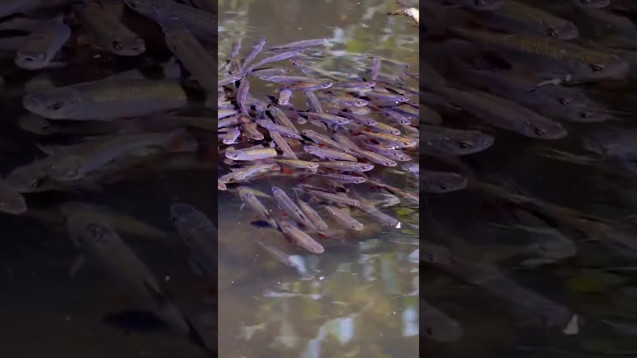 Gelombolan ikan wader mereka bingung mau ngapain