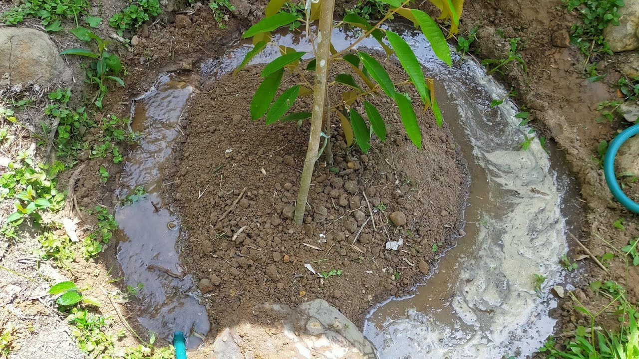 Cara memberi baja dan air pada tanaman anak pokok durian di musim kemarau