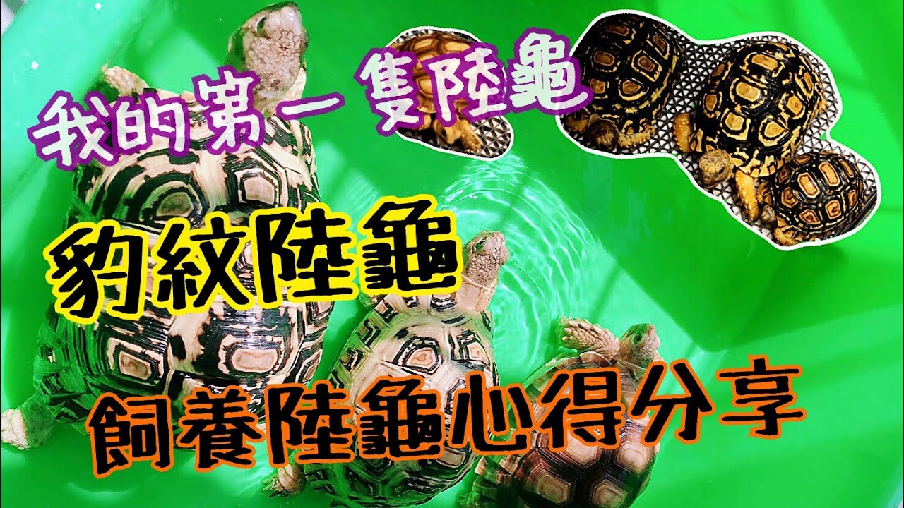 豹紋陸龜 - 最美麗的陸龜 每一隻都是獨一無二 (陸龜飼養分享)
